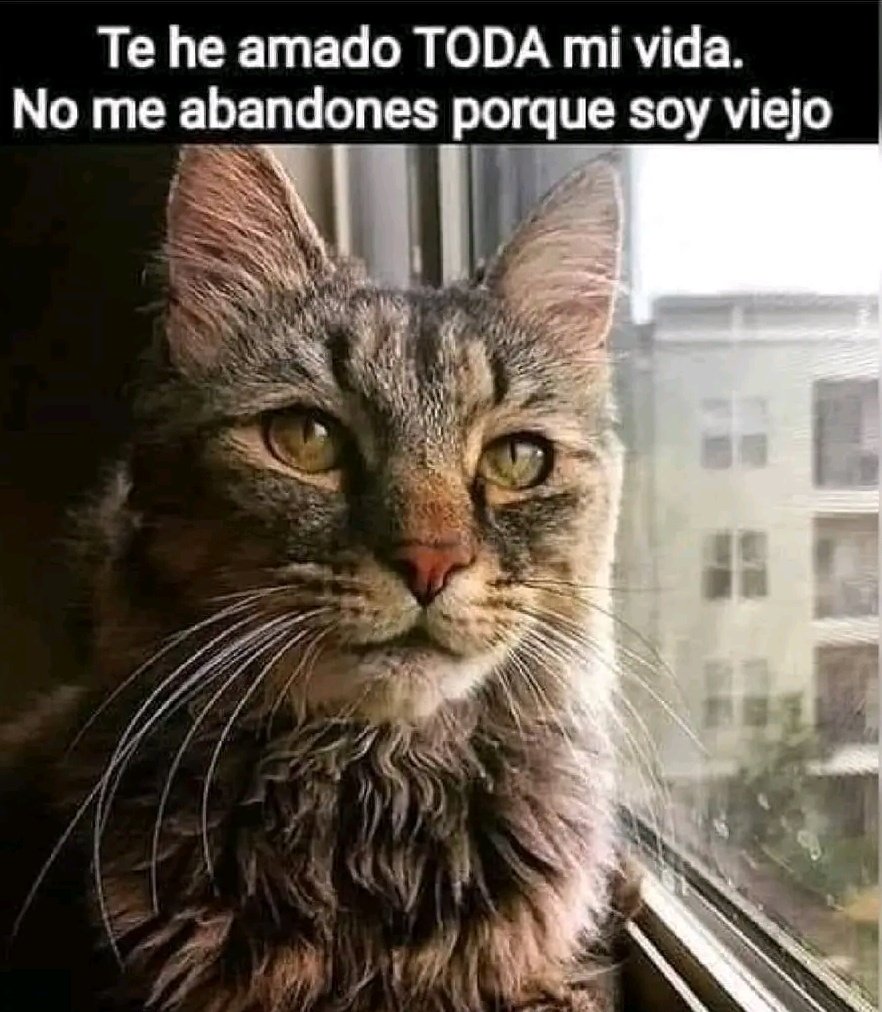 ¿Tienes un gatito/a "viejito/a"? Presumelo 🐱🐾