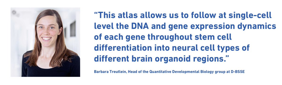D-BSSE, ETH Zurich (@eth_bsse) on Twitter photo How do cells with the same genetic material differentiate into diverse cell types during early development? In a study <a href="/NatureNeuro/">Nature Neuroscience</a> led by <a href="/TreutleinLab/">Treutlein lab</a> and colleagues <a href="/IHB_Research/">Institute of Human Biology</a> scientists explore the role of histones in gene expression >u.ethz.ch/KliLL <a href="/epflSV/">EPFL Life Sciences</a> How do cells with the same genetic material differentiate into diverse cell types during early development? In a study <a href="/NatureNeuro/">Nature Neuroscience</a> led by <a href="/TreutleinLab/">Treutlein lab</a> and colleagues <a href="/IHB_Research/">Institute of Human Biology</a> scientists explore the role of histones in gene expression >u.ethz.ch/KliLL <a href="/epflSV/">EPFL Life Sciences</a>