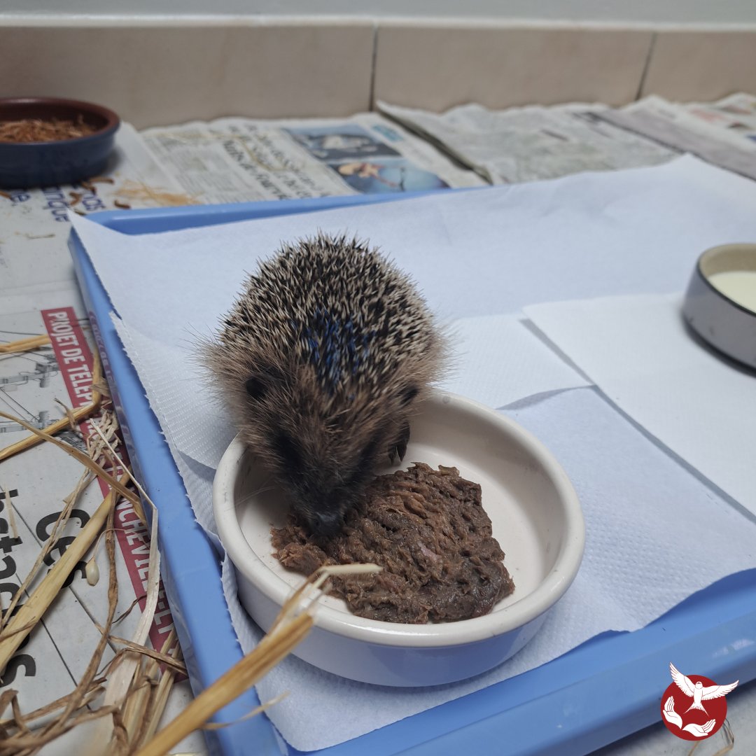 Hirondelle_csas's tweet image. Avec près de 120 hérissons en soins, l'Hirondelle a construit en un temps record un pôle qui leur est dédié, avec 10 boxes tout équipés. Merci à toute l'équipe pour cet exploit ! 🙏
Pour nous soutenir 👉 hirondelle.ovh/nous-soutenir/
#hirondelle #csas #herisson #benevole