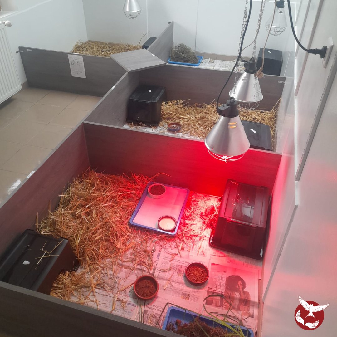 Hirondelle_csas's tweet image. Avec près de 120 hérissons en soins, l'Hirondelle a construit en un temps record un pôle qui leur est dédié, avec 10 boxes tout équipés. Merci à toute l'équipe pour cet exploit ! 🙏
Pour nous soutenir 👉 hirondelle.ovh/nous-soutenir/
#hirondelle #csas #herisson #benevole