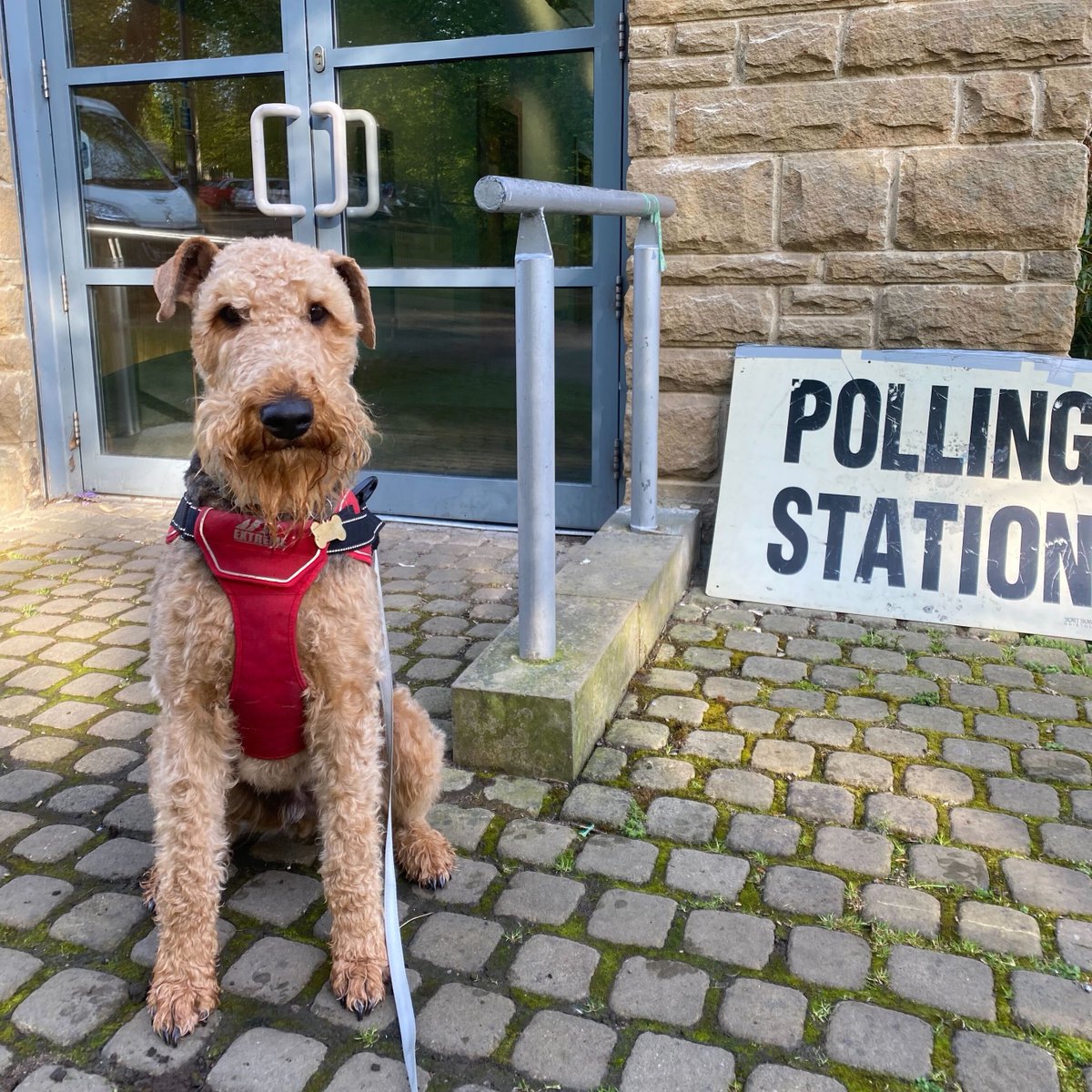 A few good furry friends have been accompanying their humans (aka our Good Things' team) to the polling stations!

Voting is their favourite treat 🐶🗳️

#DogsAtPollingStations