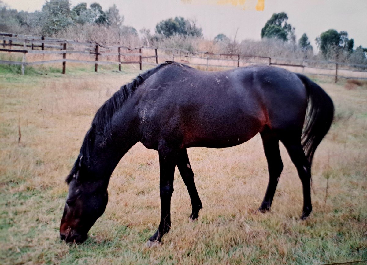 HORSERACING1002's tweet photo. KAYLO π²π½1980
(LOTHARIO -KASHBA BY DEDICATE)#Kaylo
π· @HORSERACING1002 https://t.co/pFLuWgUMNX