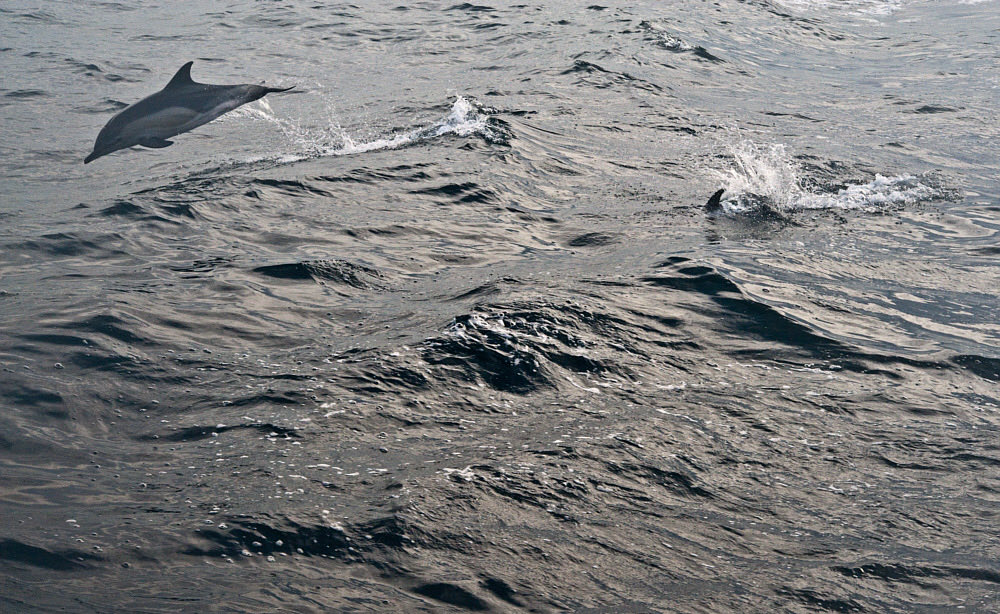 Not deep-sea, but typical of open-ocean, especially in warmer bluer waters. Our wakes, especially in the bow region, often have either flying fish or dolphins. We’ve seen the dolphins race sideway from a distance away, presumably interested in the wake of our ship.