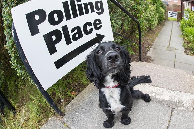 AberdeenCC's tweet photo. Polls are still open for the UK General Election. Remember to bring your accepted voter ID or Voter Authority Certificate along with your poll card. #aberdeenelectionoffice #dogsatpollingplaces https://t.co/uaWH0HGgDx