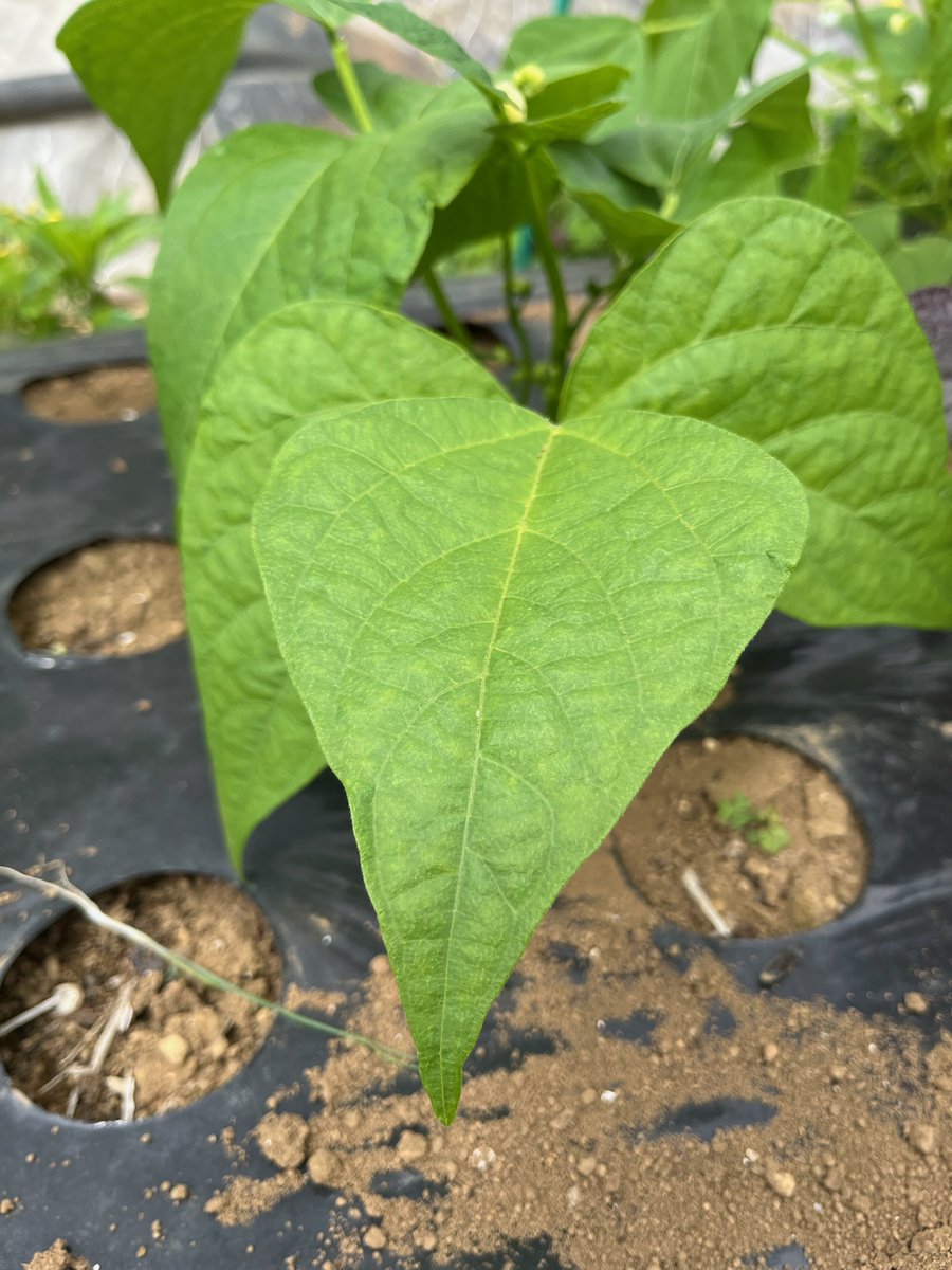 🍆🥦🍅野菜クイズ🫑 🌽 🥕 〈第26問〉レベル： 何の野菜の葉っぱで