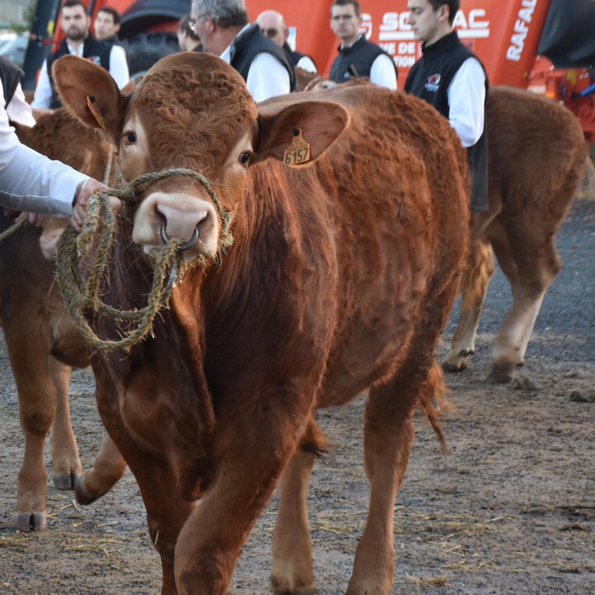 TechElevage's tweet image. [POLE ELEVAGE] #TE2024

Plus de 110 élevages et 500 animaux répartis dans une dizaine de races et autant de concours viennent chaque année à Tech Elevage ! Qui a hâte d'être les 19, 20, 21 novembre ? 😌

#bovin #caprin #ovin #SalonÉlevage #agriculture #concoursanimaux