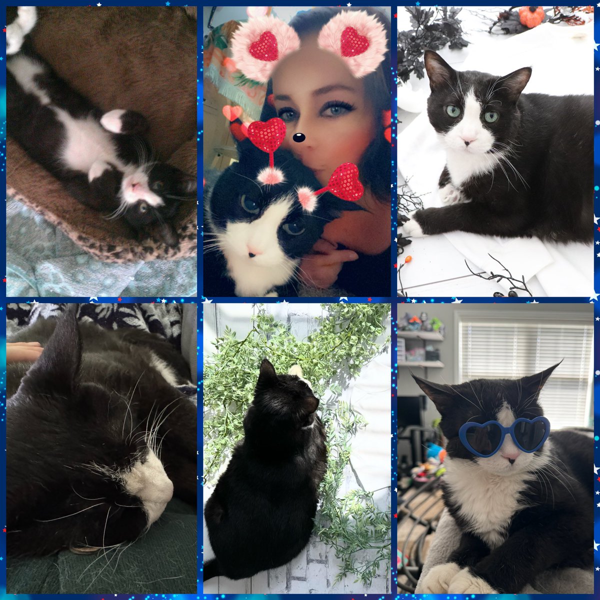 💫 TinyTigerXO 💫 tweet media