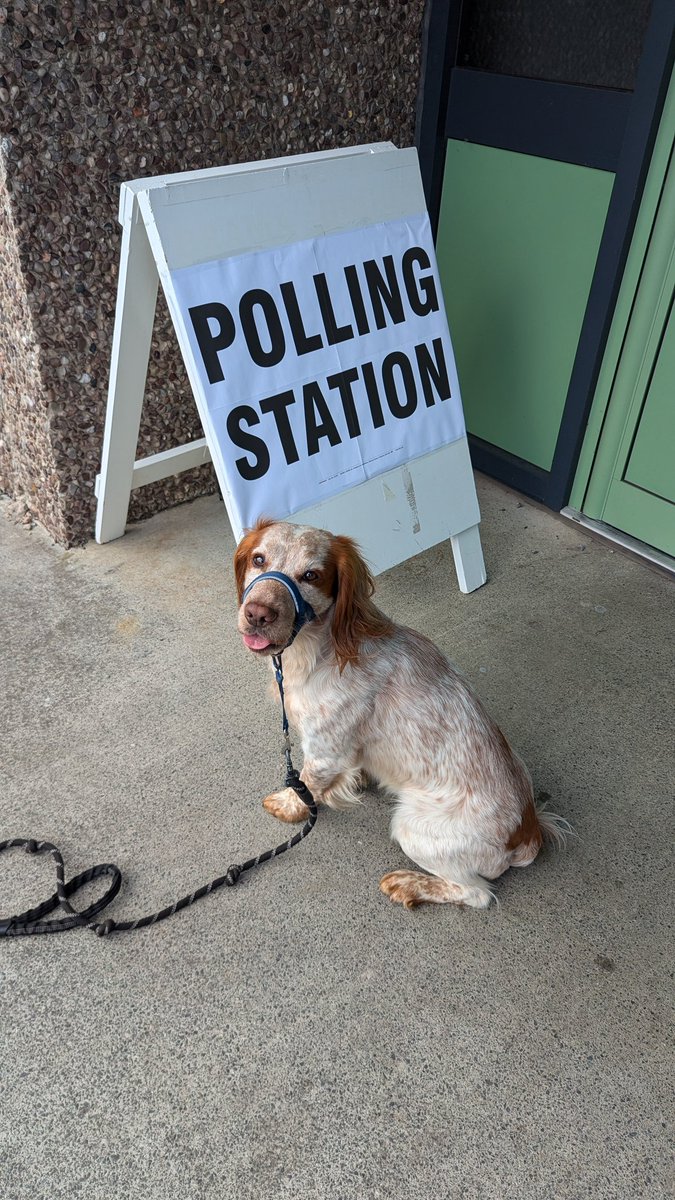 Bobby's first general election he's deffo a sociable socialist! <a href="/UKLabour/">The Labour Party</a> #dogsatpollingstations