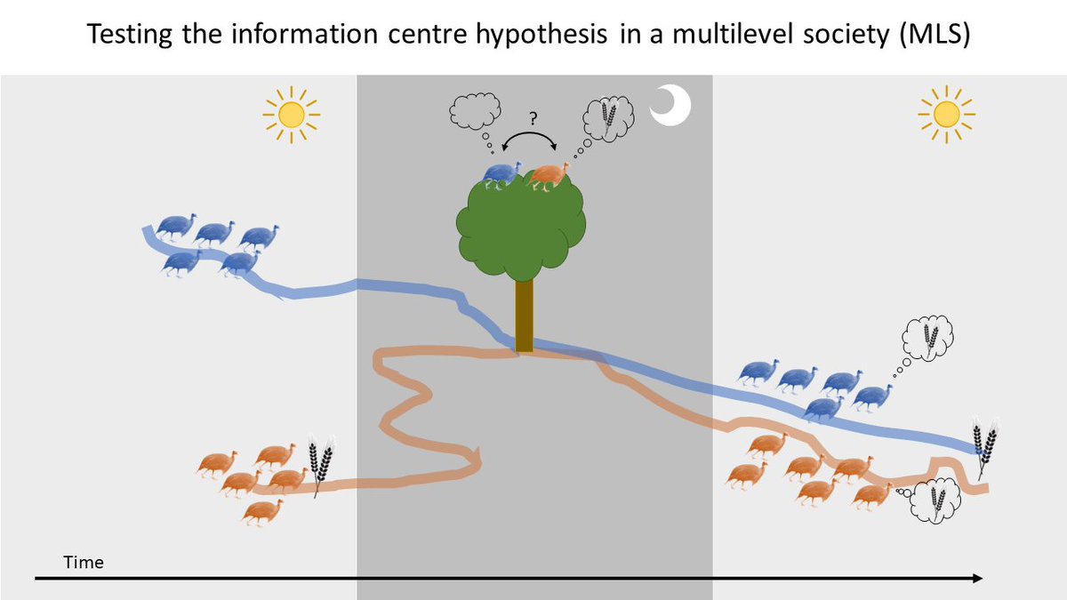 Danai Papageorgiou (@danpapageorgiou) on Twitter photo In our new open-access paper (doi.org/10.1111/1365-2…) <a href="/AnimalEcology/">Journal of Animal Ecology</a>, with Wismer Cherono, @Cini_Gall, <a href="/Brendah_Nyagah/">Brendah Nyaguthii</a> and <a href="/DamienFarine/">Damien R. Farine</a>, we test the information centre hypothesis in the multilevel society of vulturine guineafowl. (1/6) In our new open-access paper (doi.org/10.1111/1365-2…) <a href="/AnimalEcology/">Journal of Animal Ecology</a>, with Wismer Cherono, @Cini_Gall, <a href="/Brendah_Nyagah/">Brendah Nyaguthii</a> and <a href="/DamienFarine/">Damien R. Farine</a>, we test the information centre hypothesis in the multilevel society of vulturine guineafowl. (1/6)