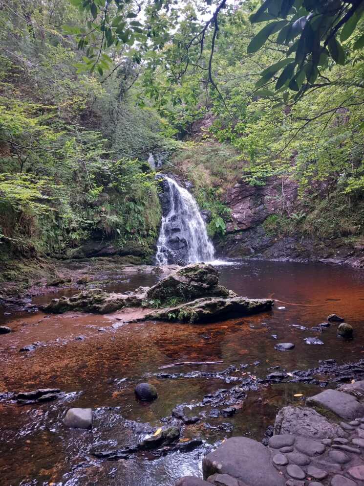 coilltenews's tweet photo. Coillte has recently taken action to remove invasive Rhododendron ponticum from Tourmakeady Wood, Co. Mayo, to protect its biodiversity. This crucial step ensures a healthier habitat for wildlife and plants. 🌳
Read more here: https://t.co/rRiGzMZI50
#ForestsForNature https://t.co/8anpzOk1SM