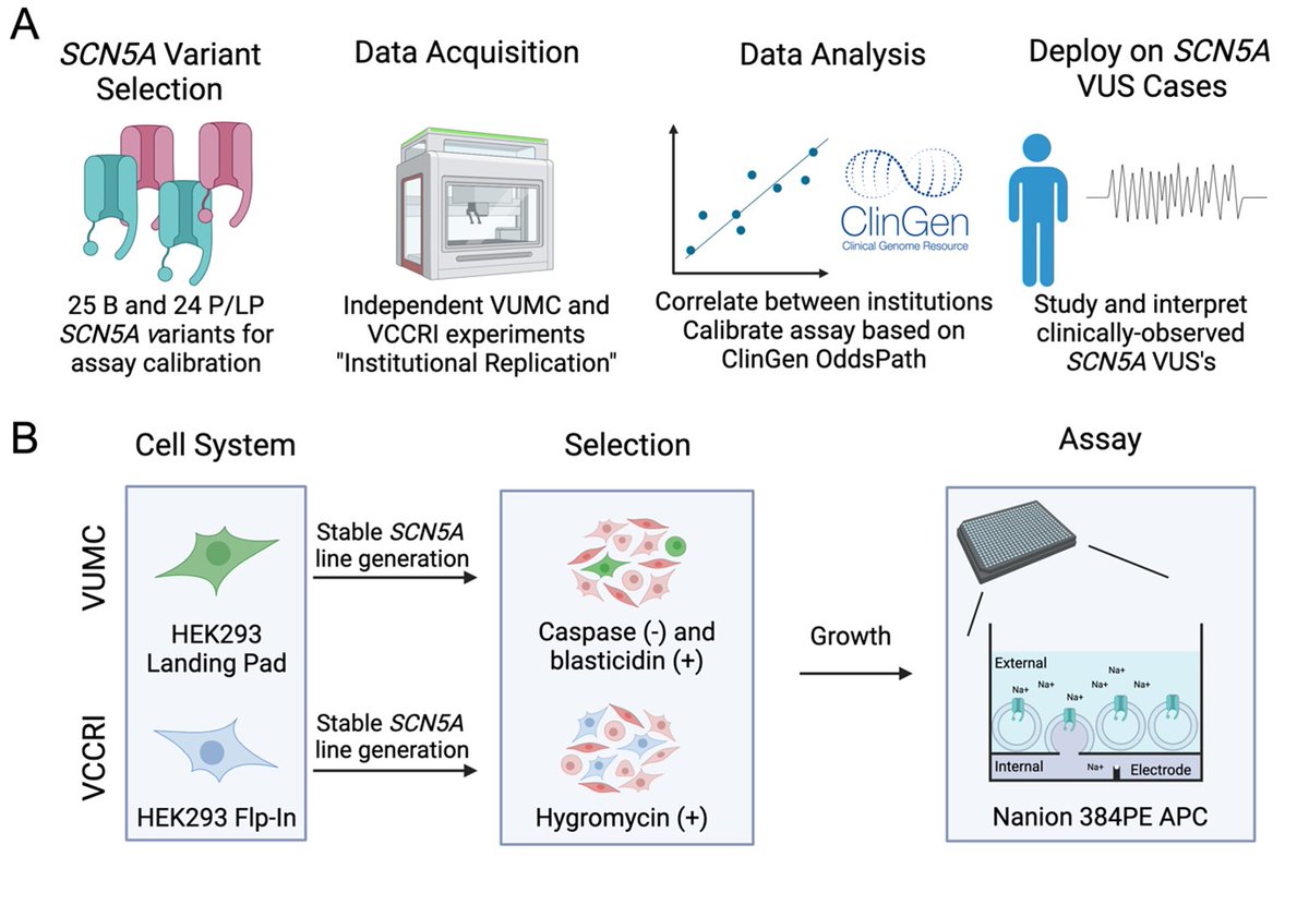 Andrew Glazer (@amglazer) on Twitter photo Excited to share our latest work validating an automated patch clamp assay for SCN5A, now out in <a href="/Circ_Gen/">Circulation: Genomic and Precision Medicine</a>! ahajournals.org/doi/10.1161/CI… (1/4) Excited to share our latest work validating an automated patch clamp assay for SCN5A, now out in <a href="/Circ_Gen/">Circulation: Genomic and Precision Medicine</a>! ahajournals.org/doi/10.1161/CI… (1/4)