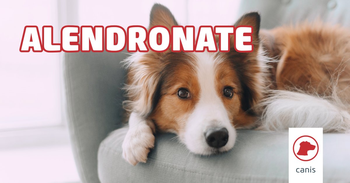 Alendronate inhibits farnesyl pyrophosphate synthase which supports osteoclast attachment to bone thus inhibiting osteoclast induced bone resorption.

New article from #vetlexiconcanis.
bit.ly/canis_alendron… 

Client factsheet bit.ly/3Wk7hhL