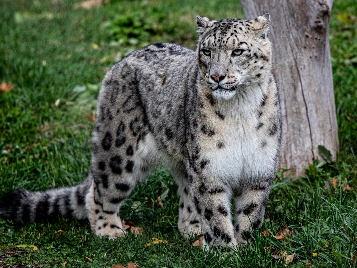TZWConservancy's tweet photo. Thank you to everyone who donated in support of our #GivingChallengeCA campaign π
We are excited to announce that, with your support and the help of an anonymous matching donor, we raised $10,000 to purchase new enrichment items for the snow leopards at your @thetorontozoo βοΈ https://t.co/VEF3Exk4w1