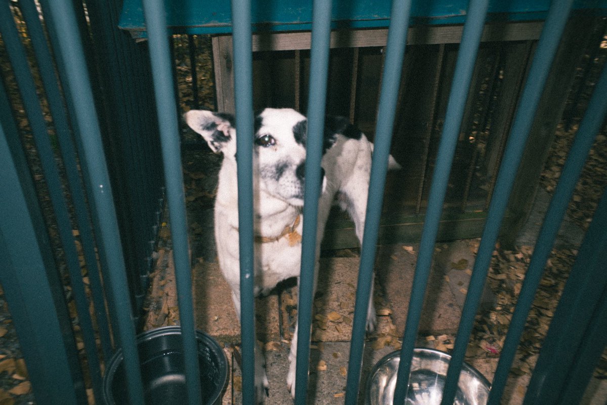 RyudaiAbe's tweet photo. 人生のほぼ全てを檻の中で過ごした犬の顔 https://t.co/KbxyiMtM6s