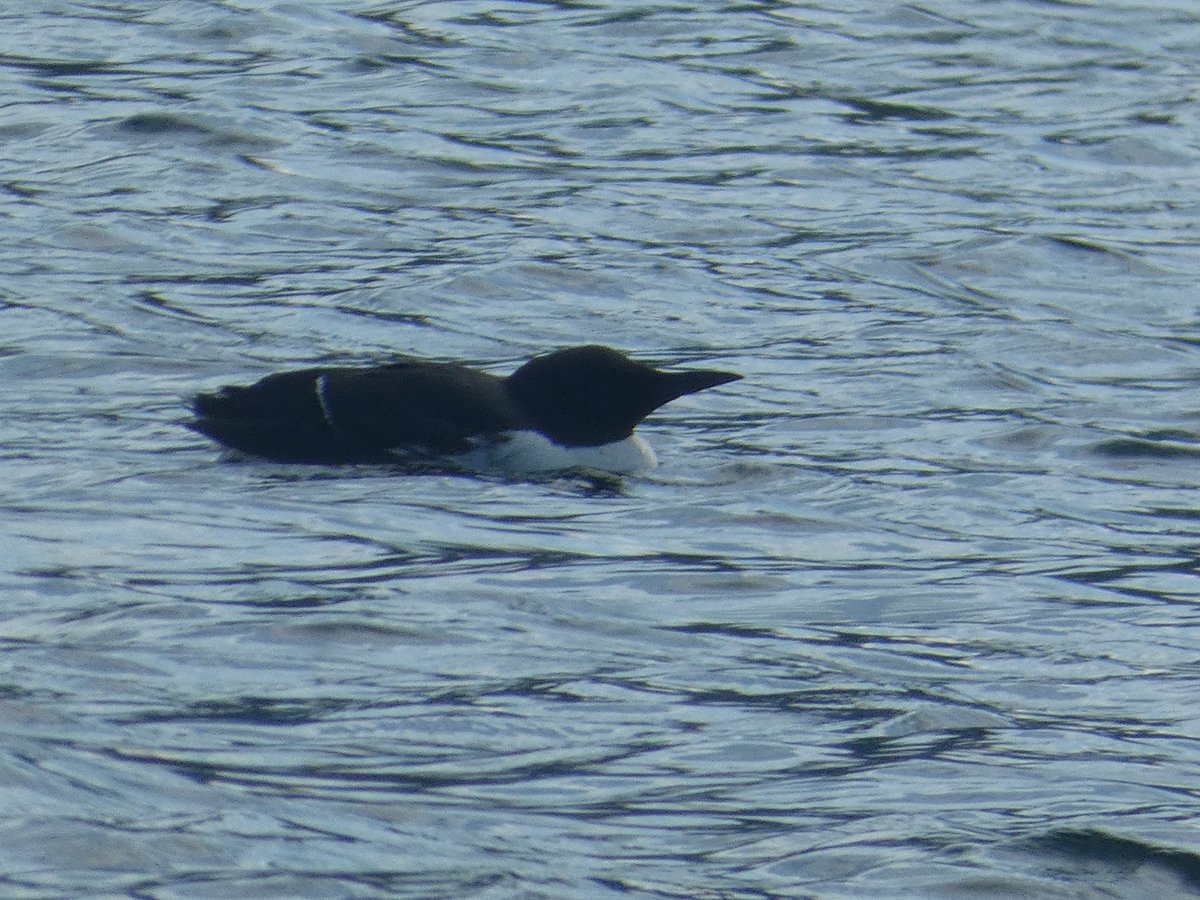 NeilDJarvis's tweet photo. Been remiss posting. Trip to Skye andnrth coast of Scotland in May although not just for birding but did see White Tailed Eagles (sadly no Golden), Black Guillemots, Whimbrel, distant Puffins but couldn't get photo. Seals and Dolphins too. https://t.co/ru3Zn21iXj