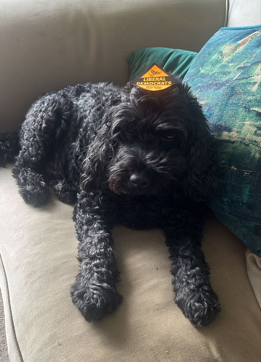 ElmbridgeLibDem's tweet photo. Loving the pets at home, doing their best to #MakeItMonica too. 😻🐶 #DogsNotAtPollingStations #CatsForMonica #FreshStart #EsherAndWalton https://t.co/sjXPbs0LYw