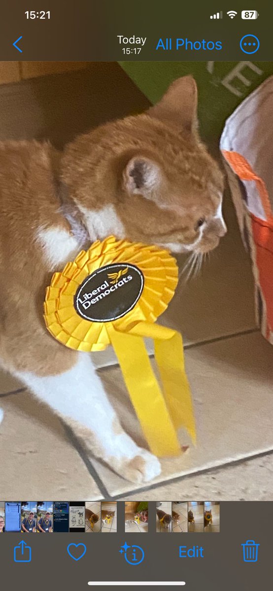 ElmbridgeLibDem's tweet photo. Loving the pets at home, doing their best to #MakeItMonica too. 😻🐶 #DogsNotAtPollingStations #CatsForMonica #FreshStart #EsherAndWalton https://t.co/sjXPbs0LYw