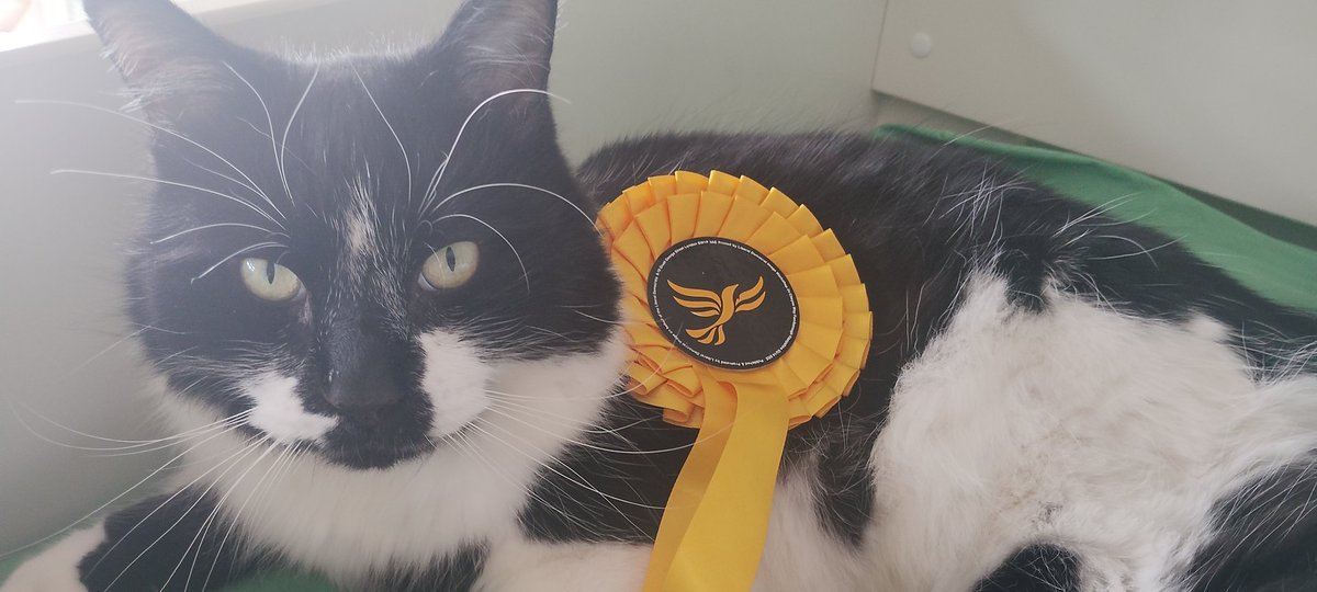 ElmbridgeLibDem's tweet photo. Loving the pets at home, doing their best to #MakeItMonica too. 😻🐶 #DogsNotAtPollingStations #CatsForMonica #FreshStart #EsherAndWalton https://t.co/sjXPbs0LYw