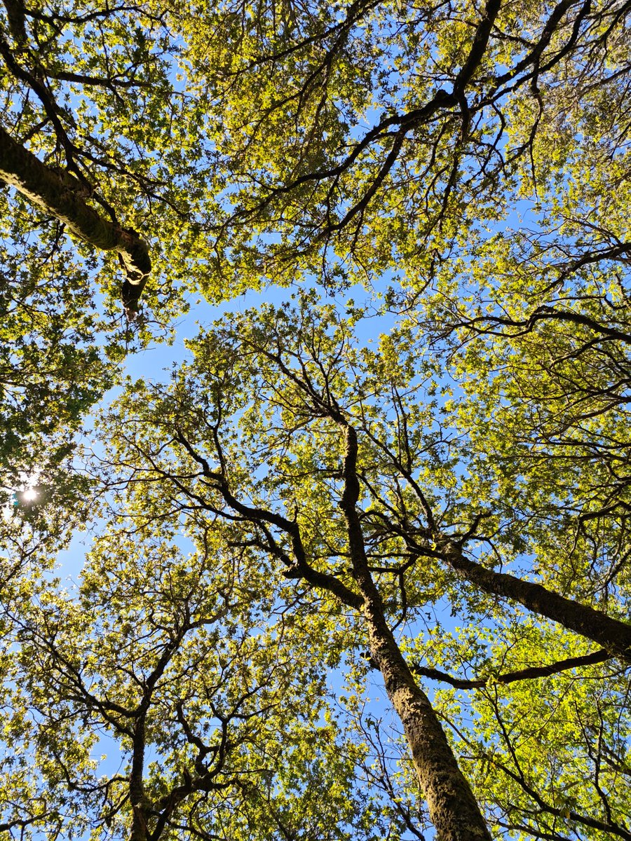 Looking up: tree canopy above mosses!