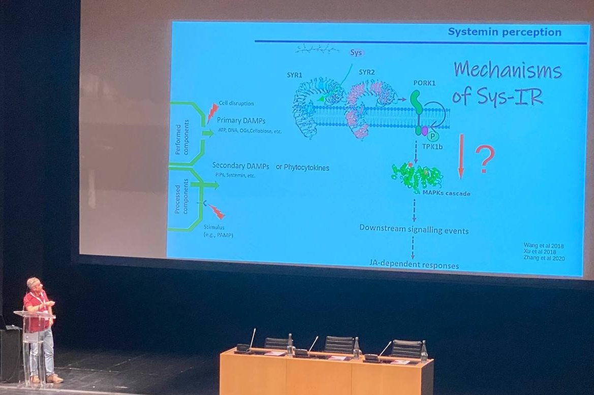 Víctor Flors at #XVIIRBMP
"Mechanisms behind Systemin-Induced resistance against necrotrophic fungi"
#plantdefense #systemin #fungi #pathogens