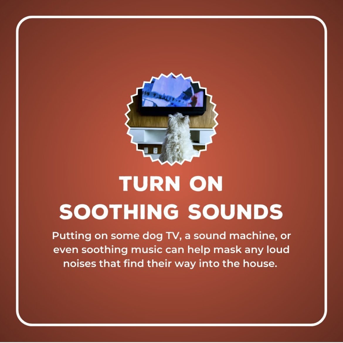 Think about your four-legged friends this #4thofJuly🎆🎇