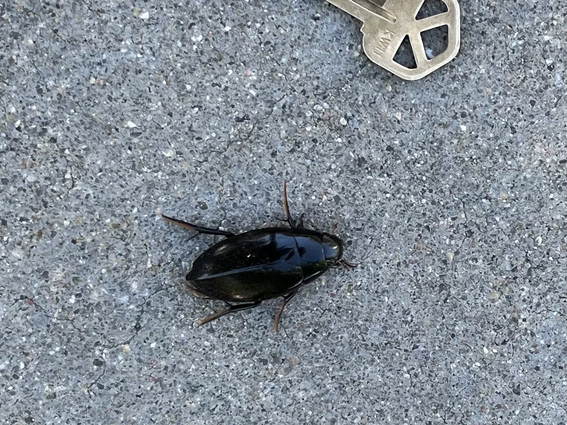 danacoffield's tweet image. What is this doing on my block in the high desert of Colorado? #climatechangeisreal