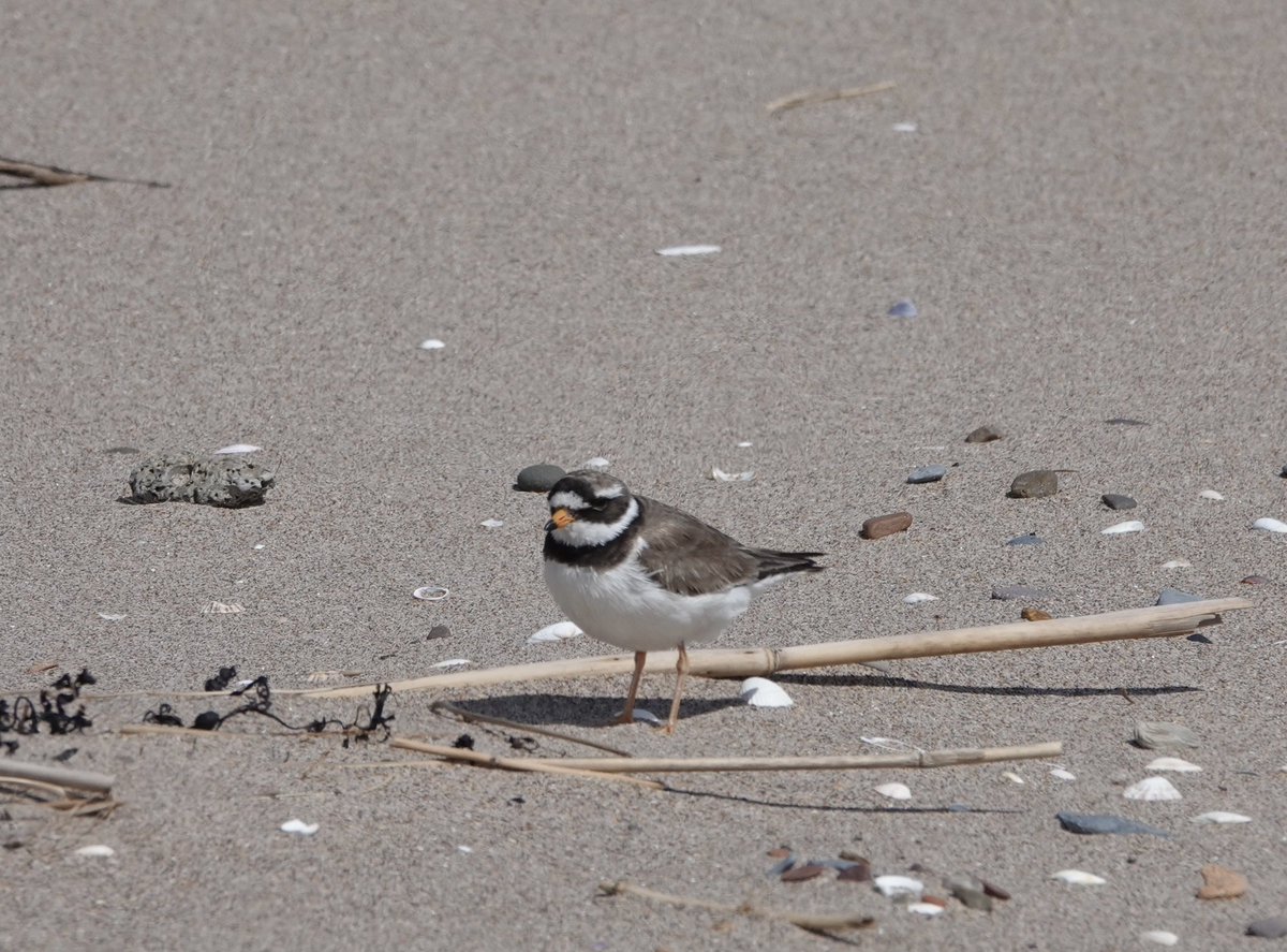 Bit windy with lots of sand blow but these hardy Ringed Plovers and chicks are coping well!