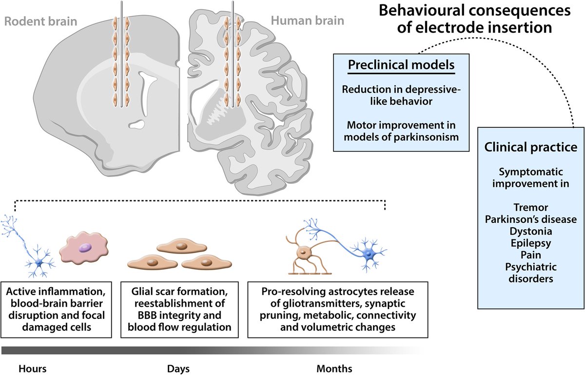 braincomms's tweet image. In this review, Hamani et al. examine how the insertion of #deepbrainstimulation electrodes into the brain has been shown to induce clinical benefits prior to stimulation onset. 
edin.ac/4cslVci