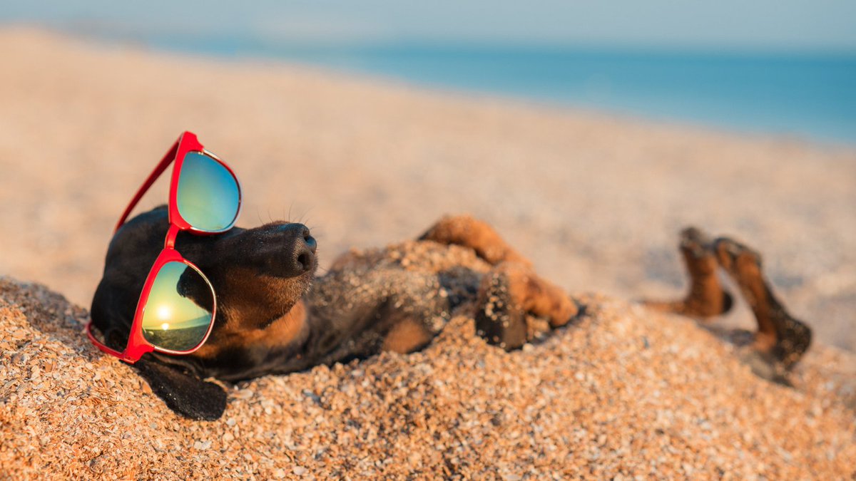 Summer vibes😎: Sand between your toes and fun at the beach. 

Check Ottawa’s latest beach water quality at OttawaPublicHealth.ca/Beaches 🌊 

 #WaterQuality #OttawaBeachWaterQuarlity