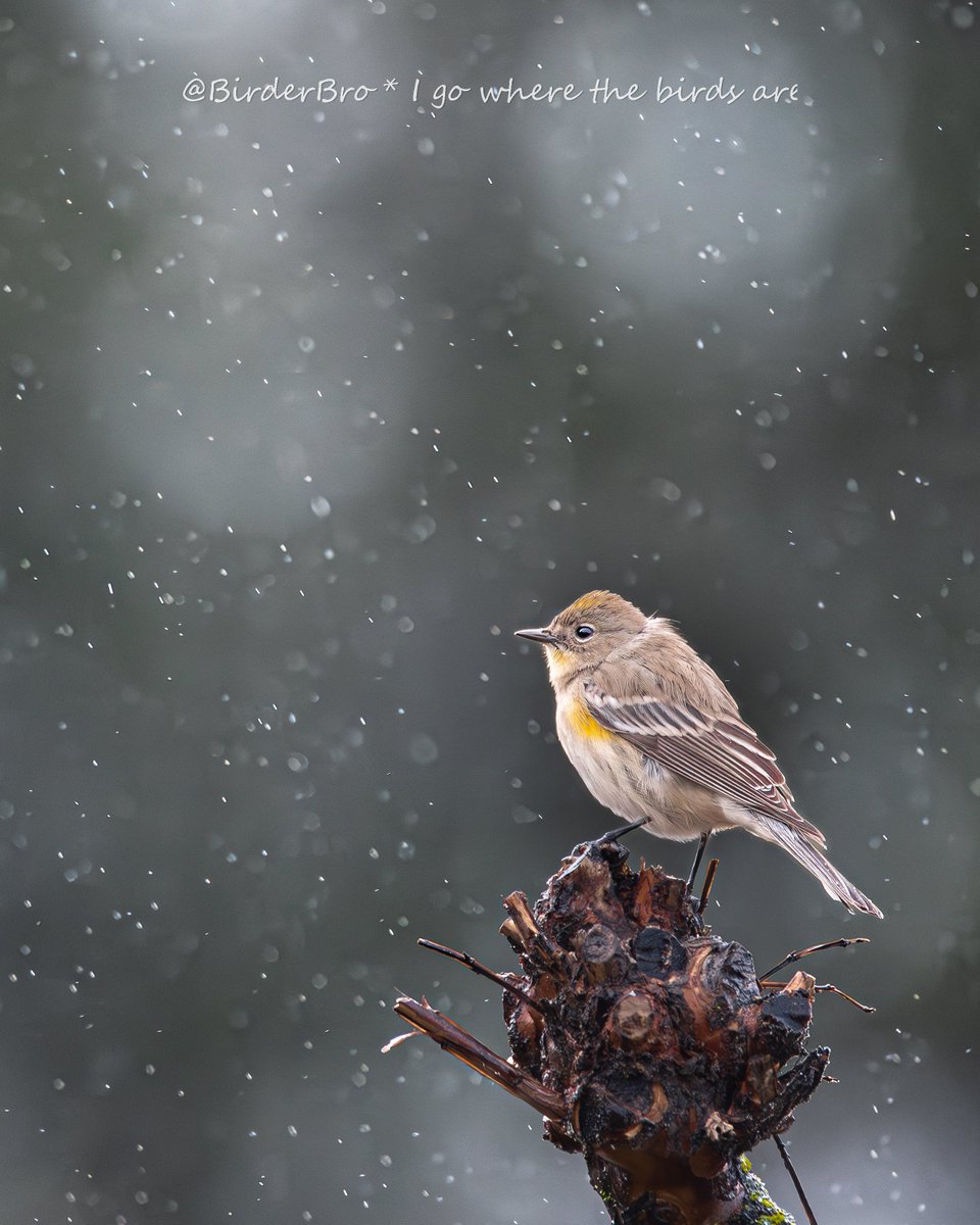 BirderBro's tweet image. #Raindrops keep falling on my head
🌧️
(Yellow-rumped Warbler in Sacramento, CA)

#rowcase #photooftheday #birdphotography #photographychallenge #artshare