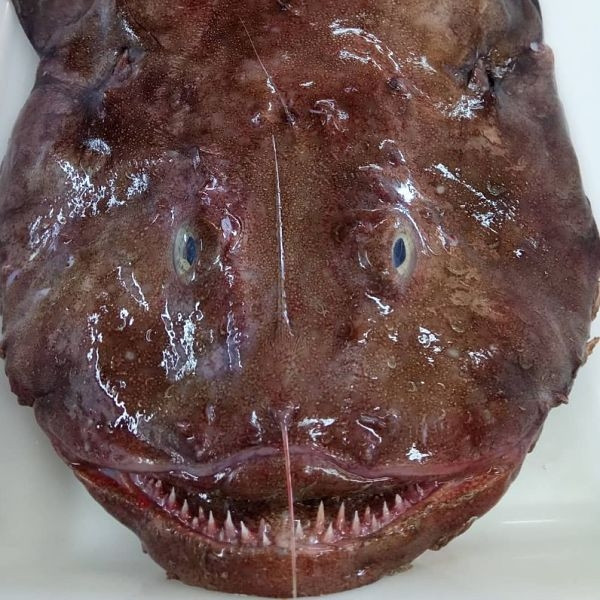 Esperando a que los anglosajones descubran que a un pez que tiene este aspecto lo llamamos rape.