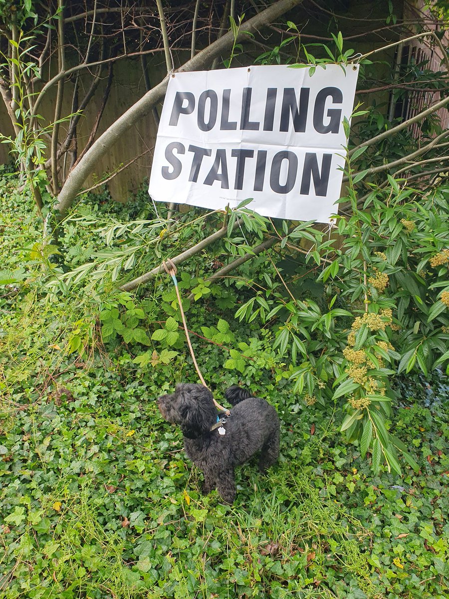 Auntie casting her vote but Hattie looks like she would vote for the Greens #dogsatpollingstations
