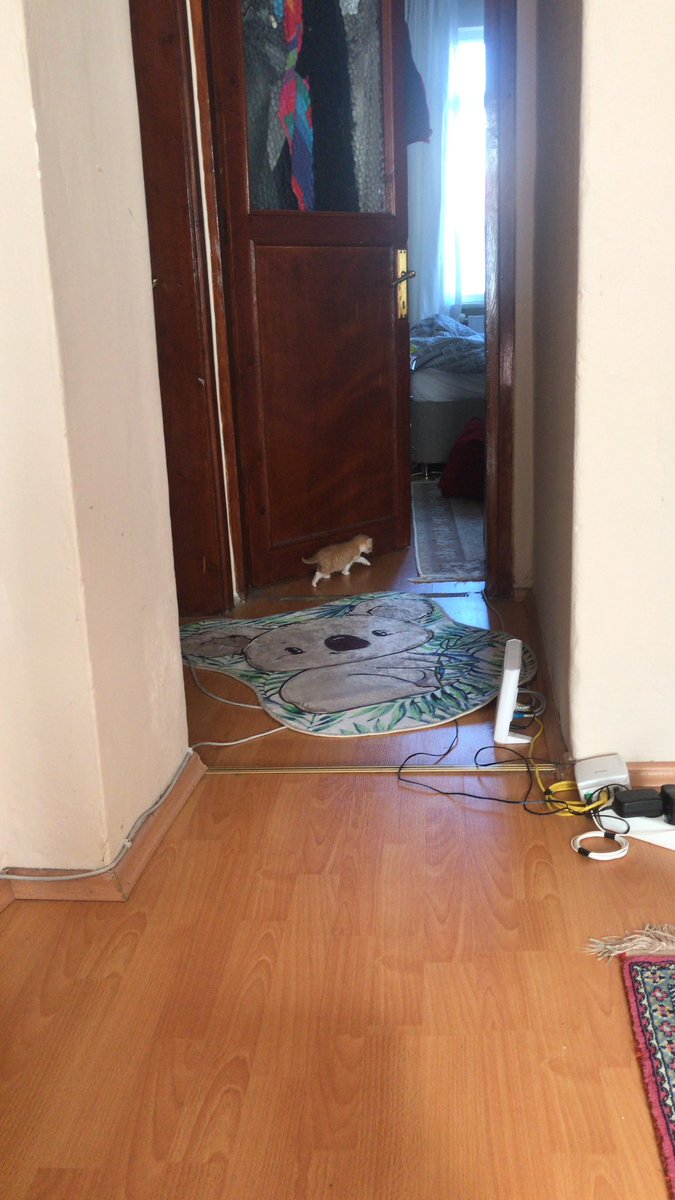 pikacusarigot's tweet photo. vov vov çekilin yoldan yahşi badıdan geliyorlar
aremikanlar eskidi bunlar türkiş koyboylar https://t.co/knwyKvYY6x