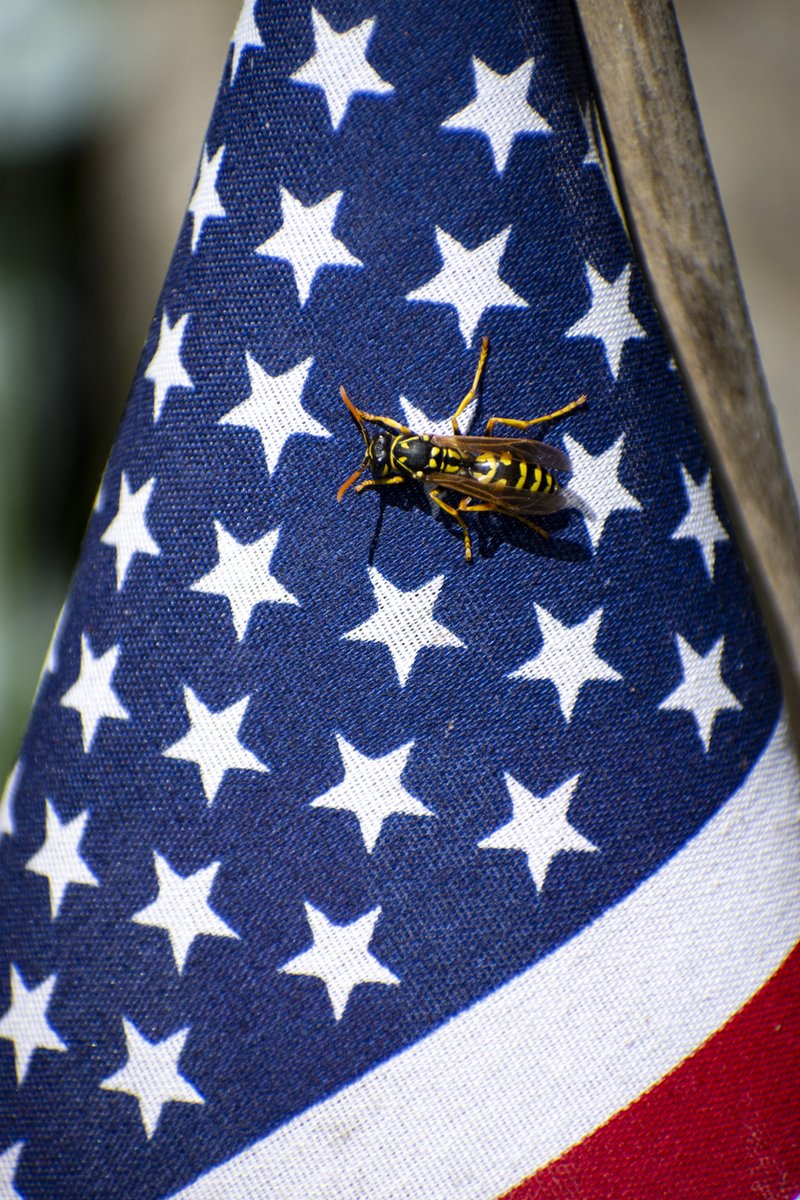 Happy 4th of July! Have a safe and happy pest-free holiday! ❤️🇺🇸💙🧨🎇 #4thofjuly #independenceday