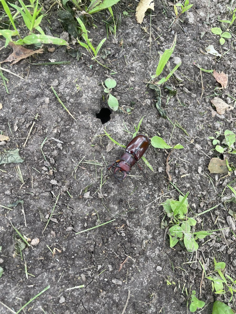 33&amp;34/100:  I really don’t like the humidity, but I do appreciate how the team managed it during our tempo run today! This giant beetle helped me time it! Kicking myself that I didn’t get a pic of Noah’s Washington socks or Steven’s flag socks. 🐝🔗🐝💪🏼🐝💕