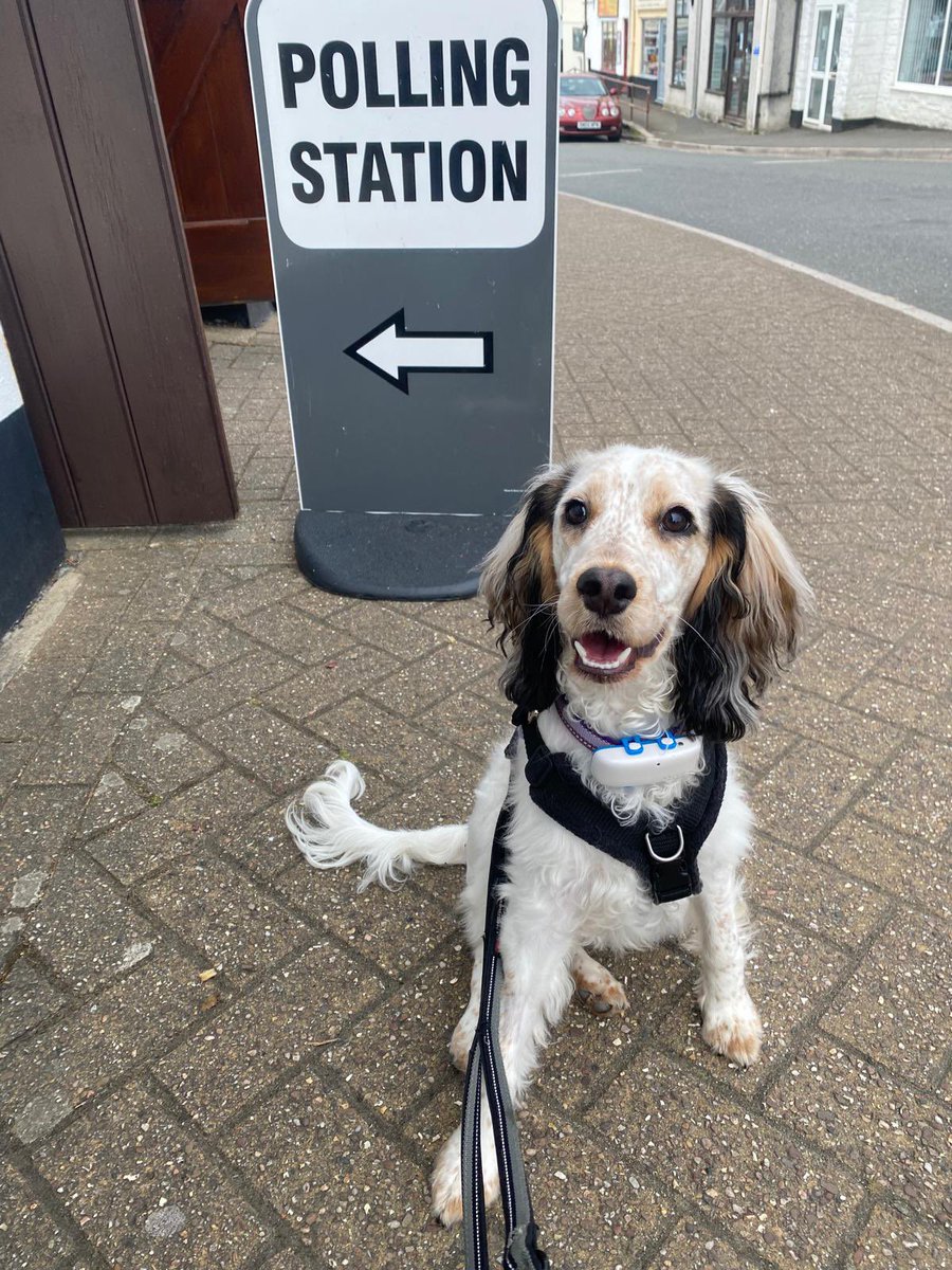 Mabel’s first election.  #dogsatpollingstations