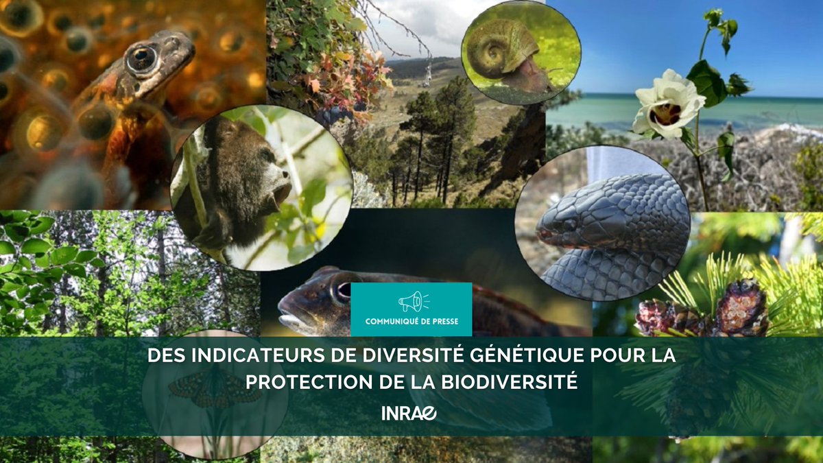 INRAE (@inrae_france) on Twitter photo #RP_INRAE La diversité génétique des espèces est indispensable pour préserver la #biodiversité et les écosystèmes.
✅2 indicateurs de diversité génétique de référence pour le Cadre mondial de la biodiversité de Kunming-Montréal (CMBKM) ont été développés par des scientifiques de #RP_INRAE La diversité génétique des espèces est indispensable pour préserver la #biodiversité et les écosystèmes.
✅2 indicateurs de diversité génétique de référence pour le Cadre mondial de la biodiversité de Kunming-Montréal (CMBKM) ont été développés par des scientifiques de