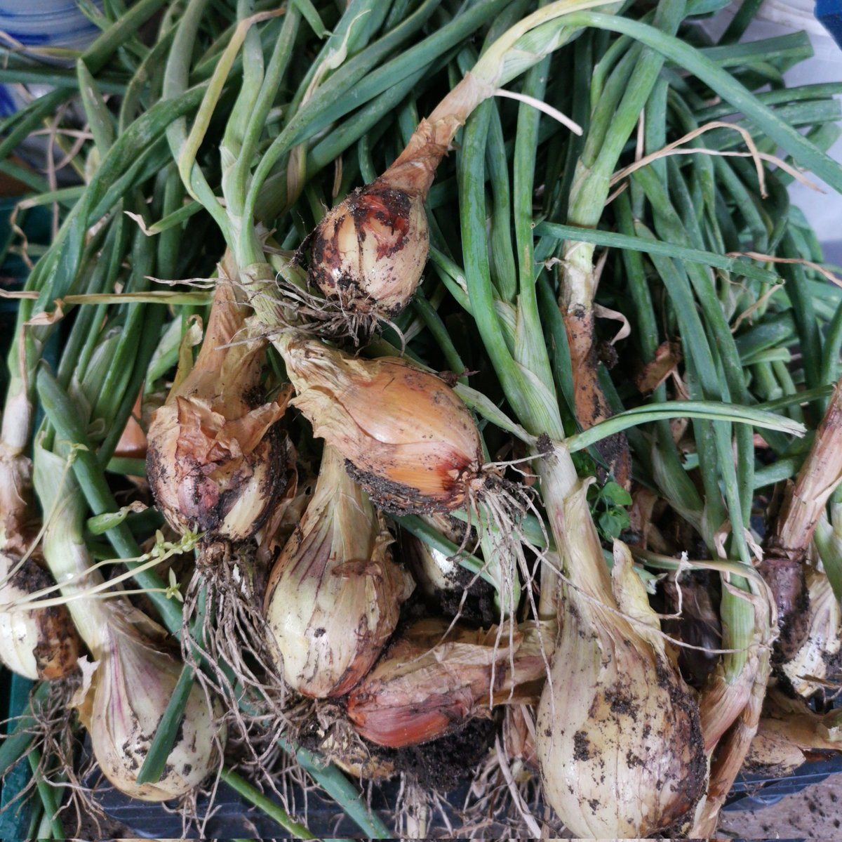 We have lots of fresh white onions, shallots and green garlic in the shop, as well as some tomatoes, red onions, cucumbers, and courgettes