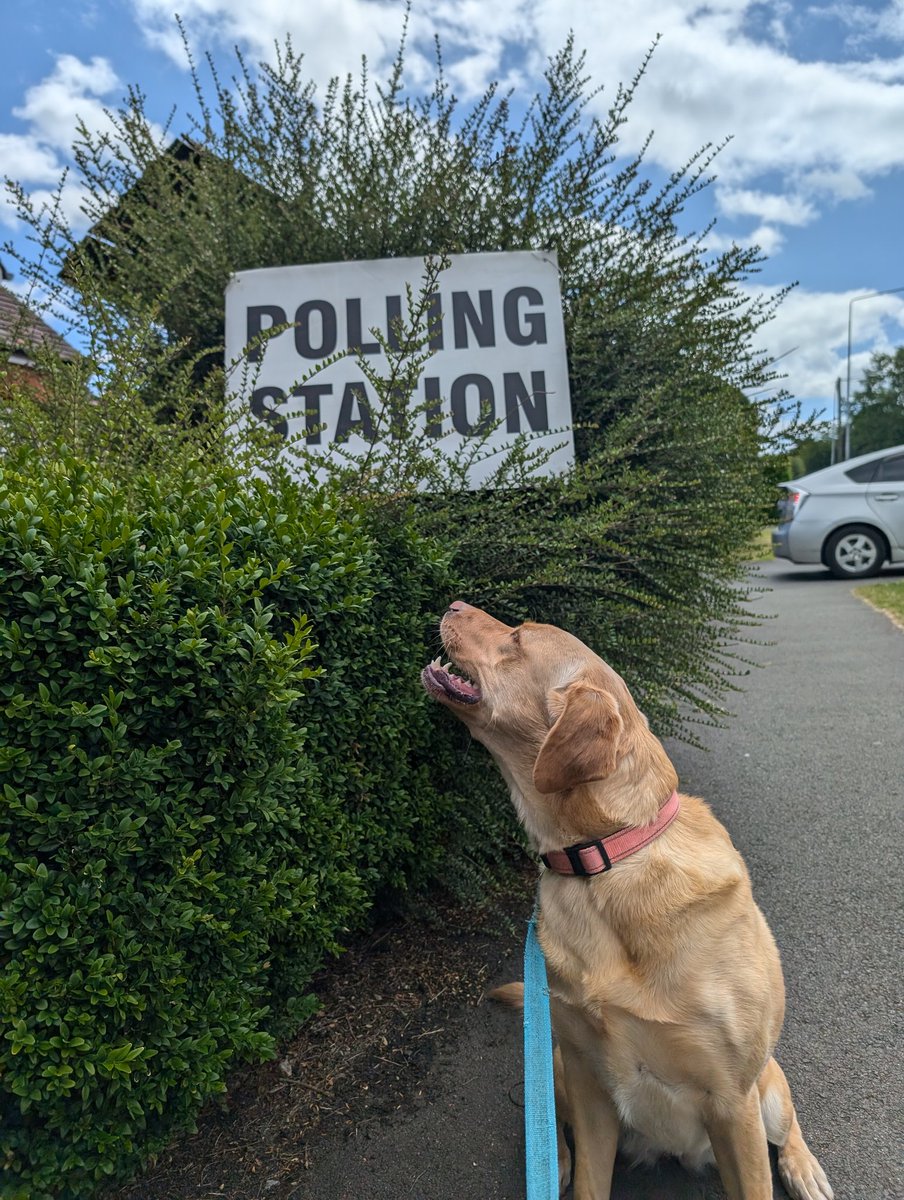 JoRector's tweet photo. Don't think anyone matched Sunny's excitement at the polling station today (especially when she saw a pile of ballpool balls in the corner of the village hall) but we do what we gotta do.

#DogsAtPollingStations @VotingDogs https://t.co/LBtV1QcwcT