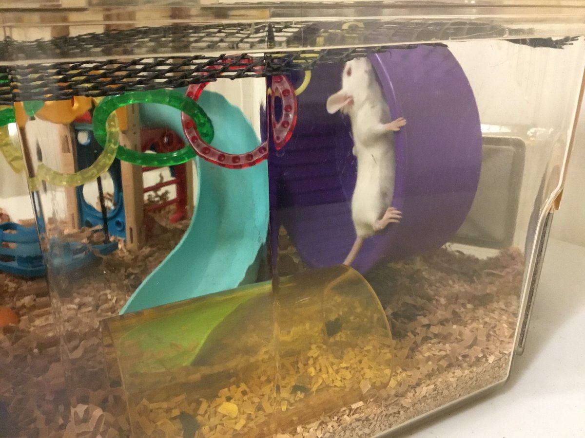 UBC Animal Welfare tweet media