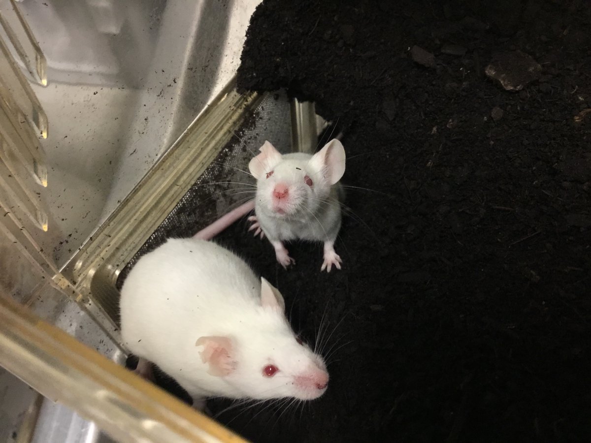 UBC Animal Welfare tweet media