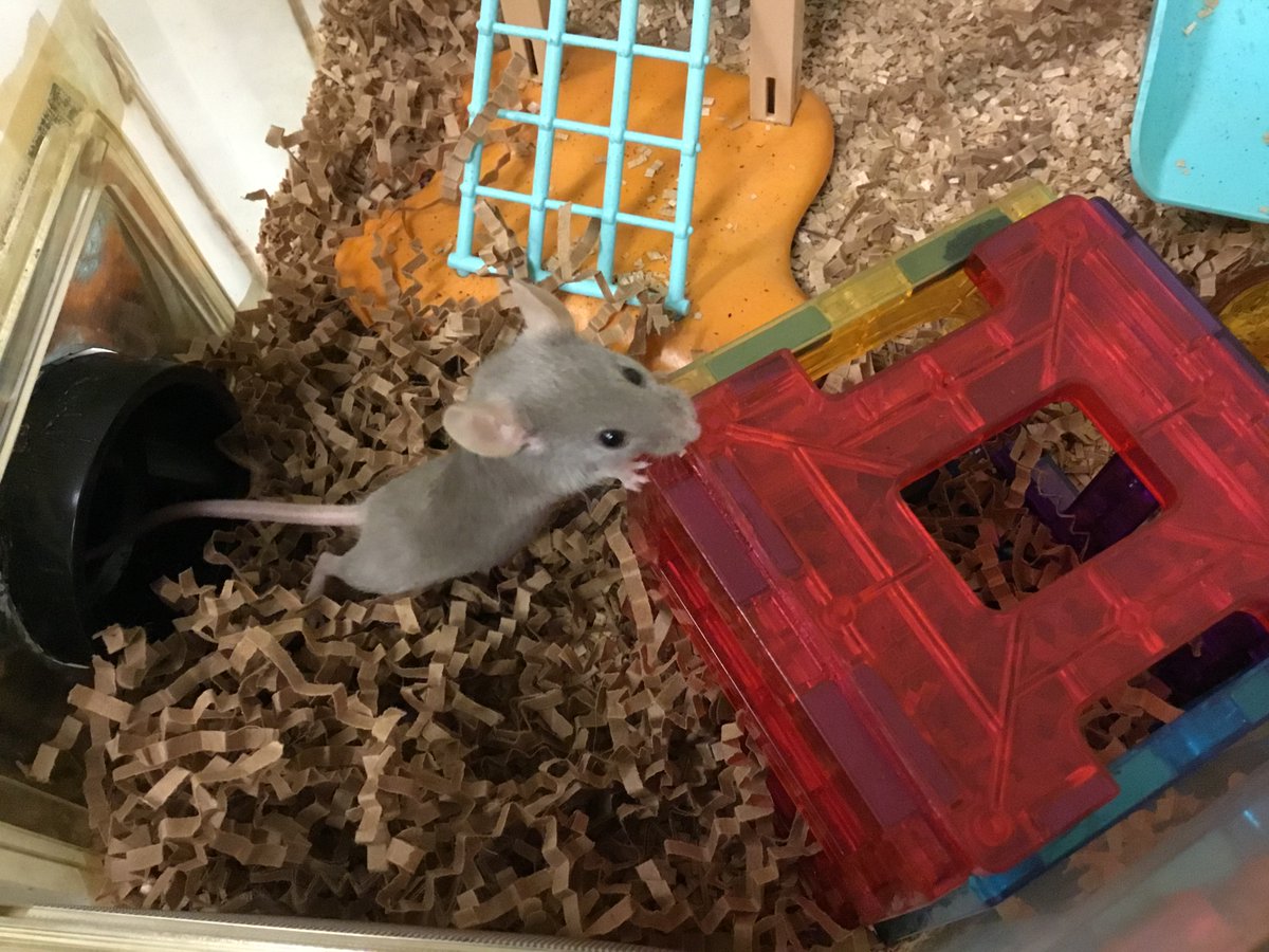 UBC Animal Welfare tweet media