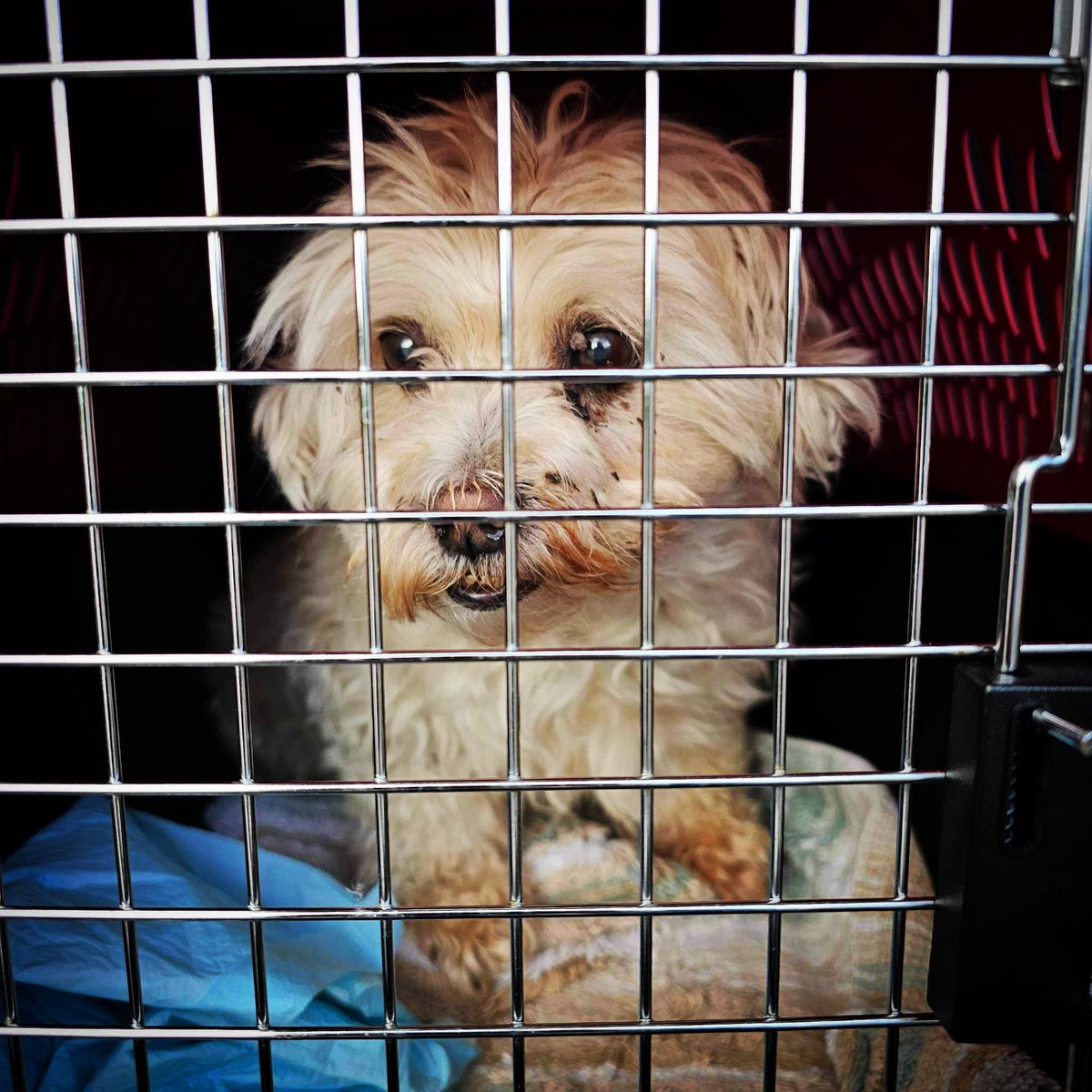 FreedomDrivers's tweet photo. July is one of our busiest months! So many animals are in need of rescue and we are in need of volunteer drivers to help get them there. Join The Freedom Drivers! TheFreedomDrivers@gmail.com
#ontario #quebec #movingday https://t.co/rXdtSJtzeZ