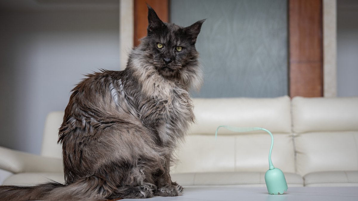 Felis Gallery by Robert Sijka tweet media