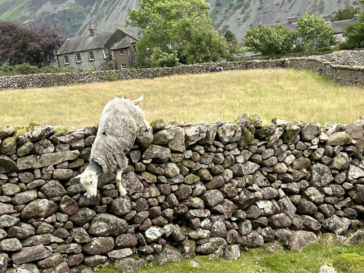 A #Wasdale yow today demonstrating why walls can be more of a concept than a reality