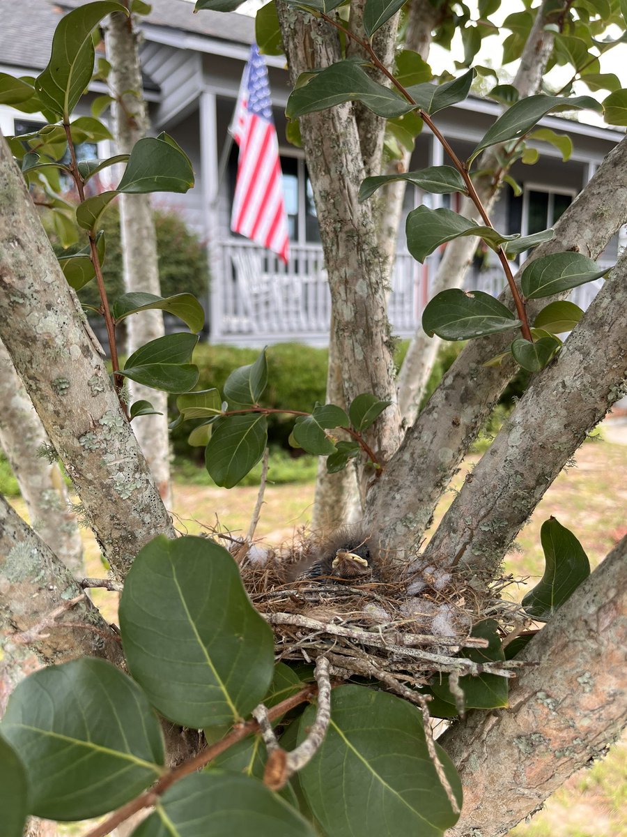KevinFloyd's tweet image. Here’s to morning coffee by the water, good friends, and saving little birds that keep falling out of their nest. #HappyJuly4th