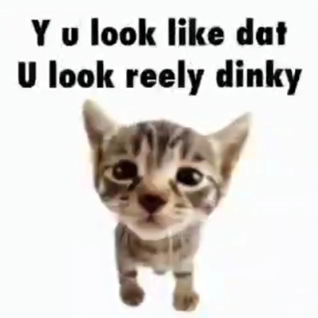 chaotic cats (@chaoticcatpics) on Twitter photo 