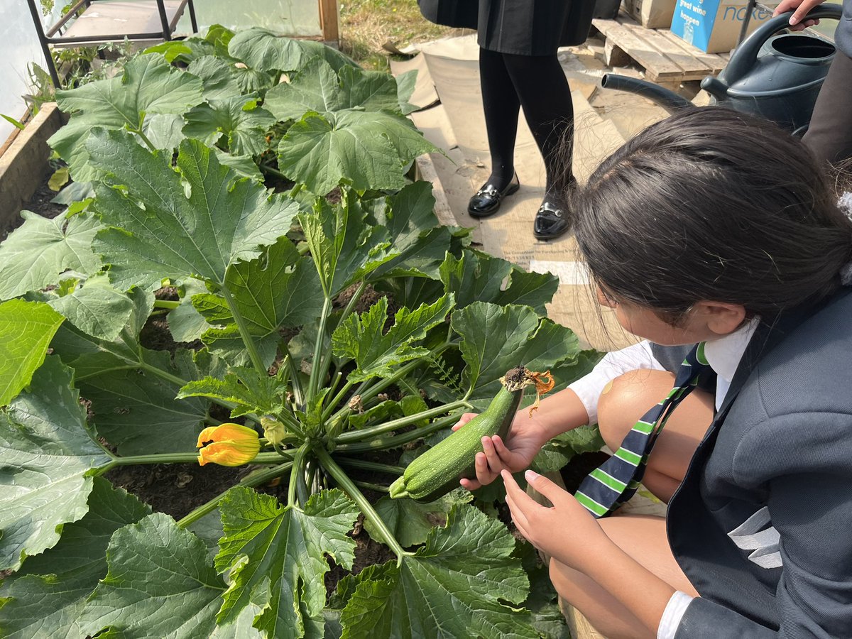 First courgettes and beetroot picked and bees enjoying the flowers in the Springwest Blooms garden <a href="/SpringwestA/">Springwest Academy 💙</a>
