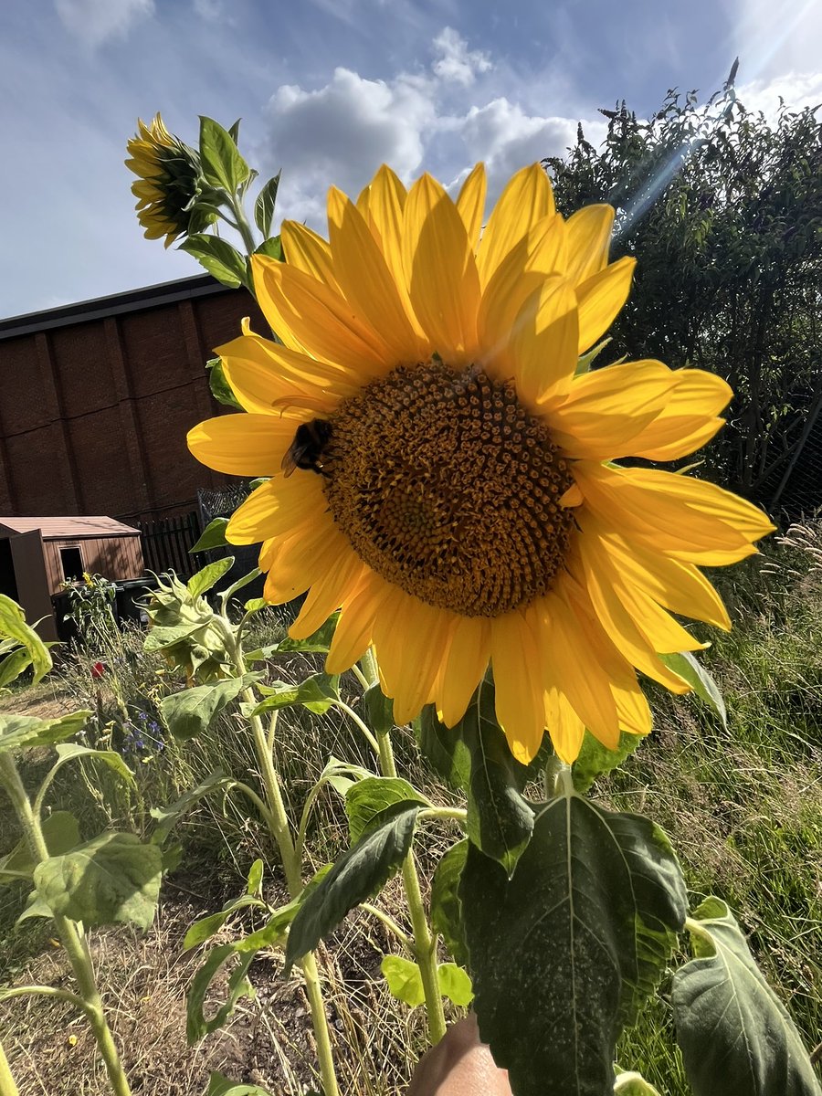 Springwest Blooms tweet media