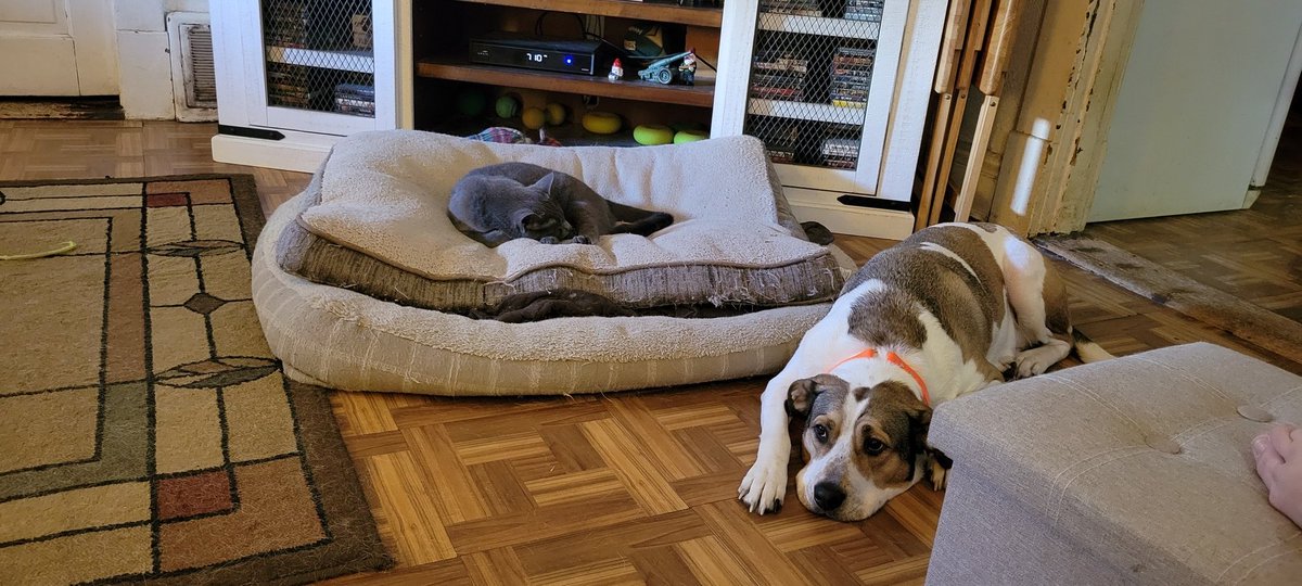 More proof our cat is a bully🤣🤣🤣